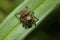 Jumping spider