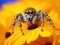 Jumping spider