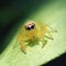 Jumping spider