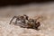 Jumping spider