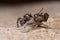 Jumping spider