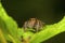 Jumping spider , Aarey Milk Colony , INDIA