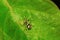 Jumping spider , Aarey Milk Colony , INDIA