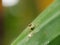 Jumping spider above on green leaves background