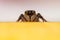 Jumping spider also known as Sitticus Fasciger