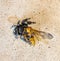 A Jumping Spider Catching a Paper Wasp