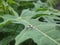 Jumping spider on the chaya leaf