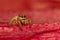 Jumping spider close up evarcha species