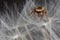 Jumping spider and dandelion fluff