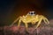 Jumping spider on dry leaves