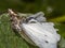 Jumping spider eating a butterfly