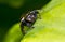 The jumping spider family (Salticidae)