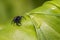 The jumping spider family (Salticidae)