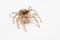 Jumping spider Female Plexippus petersi on white floor