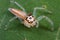A jumping spider with four missing legs