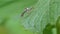 Jumping spider on green leaf in tropical rain forest.