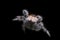 Jumping spider jump in the air with black background in nature