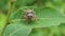 Jumping spider on leaves in tropical rain forest.