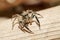 Jumping spider Male Plexippus petersi
