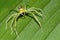 Jumping Spider, Marino Ballena National Park, Costa Rica