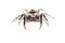 Jumping spider - mariposa muscosa