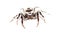 Jumping spider - mariposa muscosa