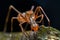 Jumping spider - Myrmarachne plataleoides Male