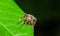 Jumping spider Neoscona vigilans waiting for prey on green leaf