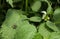 Jumping spider on Nettle plant flower