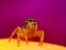 jumping spider with nice colorful background