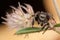 Jumping spider on the nice fluffy plant