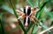 Jumping spider Plexippus  paykulli on grass closeup image