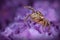 Jumping spider on the purple flower
