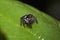 Jumping spider, Rhene sp, Salticidae, Agumbe ARRSC, Karnataka