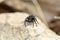 A jumping spider on rock , Salticidae