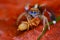 jumping spider Saitis barbipes with fruit fly