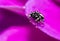 Jumping spider,Salticidae,