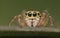 Jumping spider - Salticidae