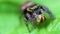 Jumping Spider - Salticidae - prey