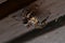 Jumping Spider Salticidae standing upside down on a wooden background