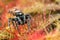 Jumping spider and sundew