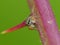 Jumping Spider On A Thorny Stem