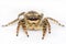 Jumping spider on white