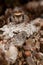 Jumping spider on the white lichens and looking at us