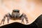 jumping spiders