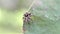 The jumping spiders Menemerus on a leaf, Thailand.