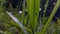 Jumping spiders perch on plant leaves