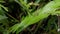 Jumping spiders perch on plant leaves