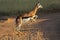 Jumping springbok