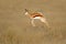 Jumping springbok antelope - South Africa